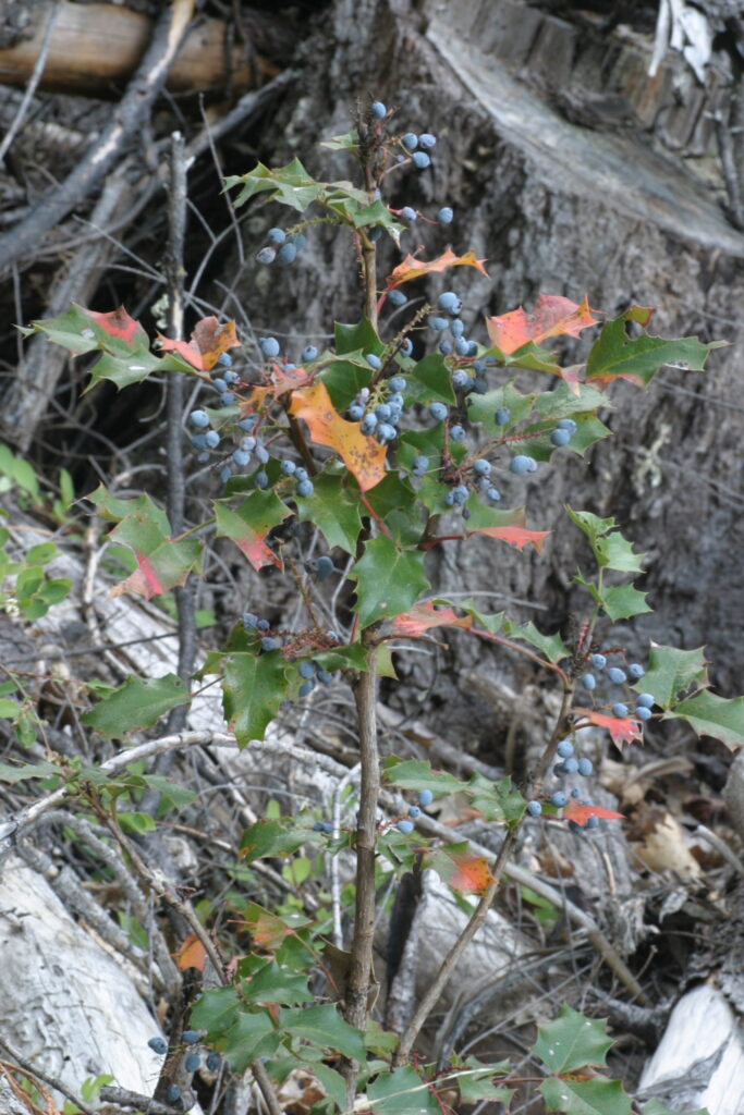 Mahonia aquifolium