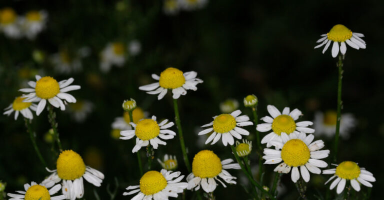 Matricaria chamomilla