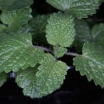 Fresh mint leaves for herbal remedies and wellness.