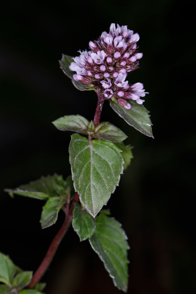 Mentha spp