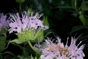 Lamiaceae