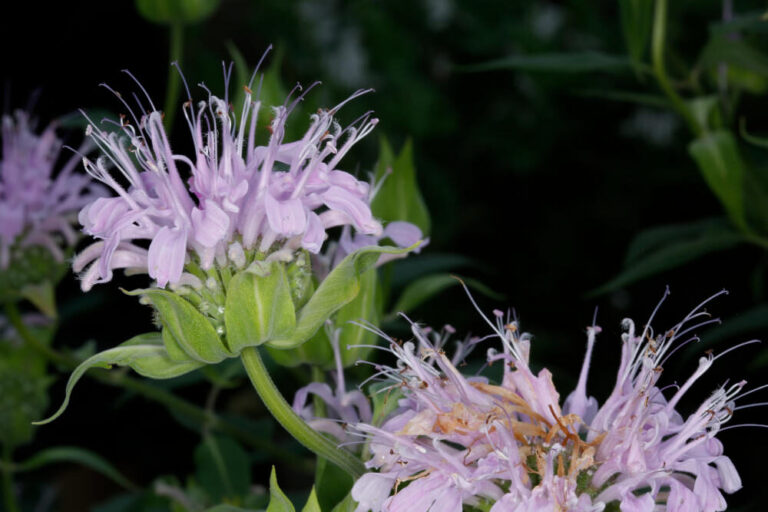 Monarda spp
