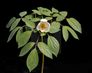 Paeoniaceae