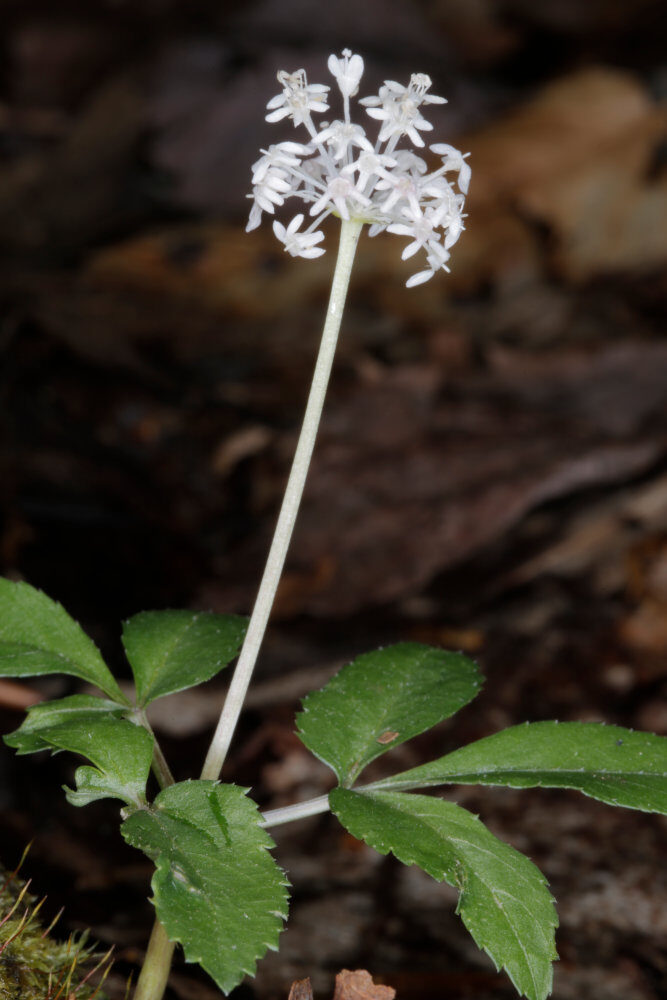 Panax P. trifolius