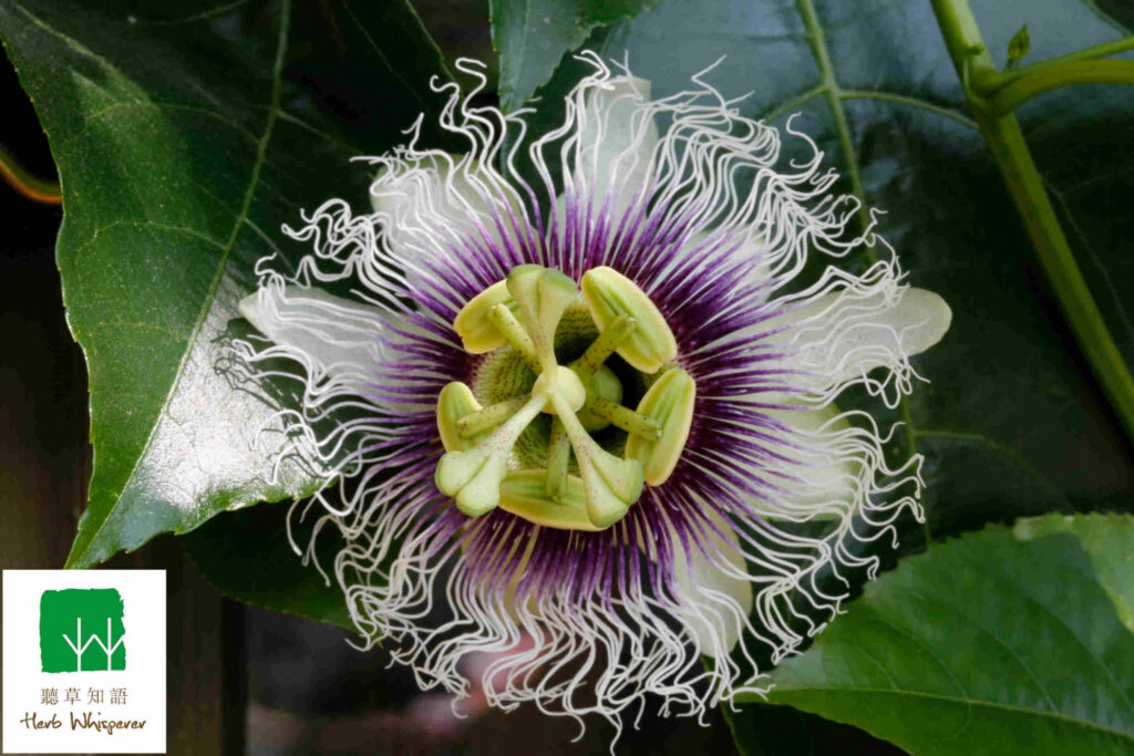 Passiflora edulis