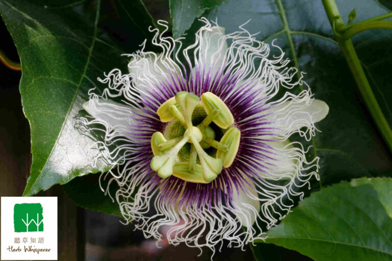 Passiflora edulis