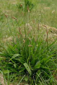 Plantaginaceae