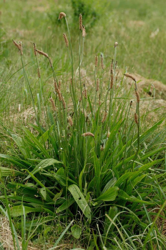 Plantago spp