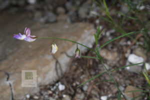 Polygalaceae