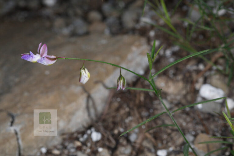 Polygala tenuifolia