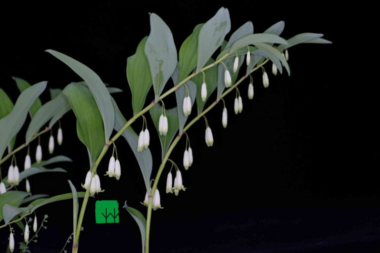 Polygonatum odoratum
