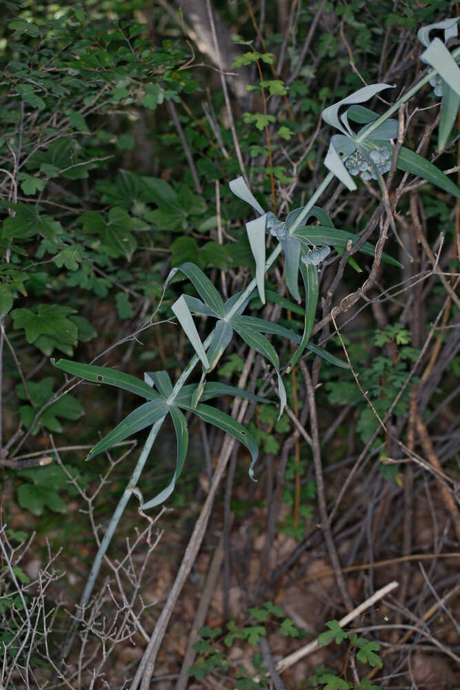 Polygonatum sibiricum