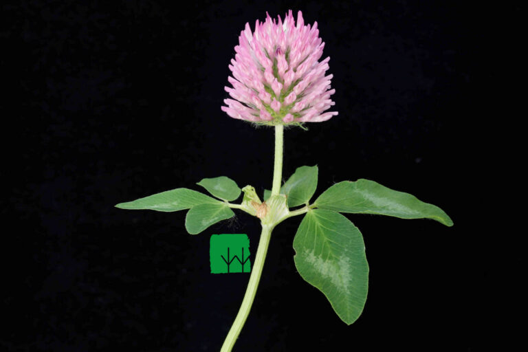 Trifolium pratense