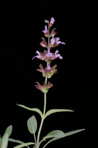 Lamiaceae