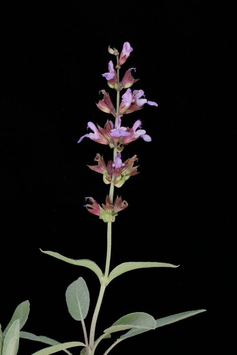 Salvia officinalis