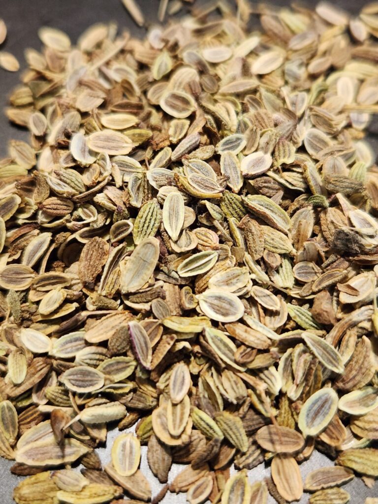 Saposhnikovia divaricata