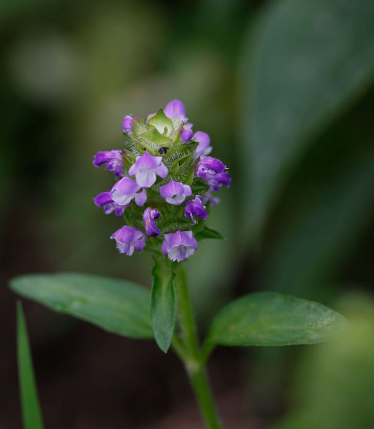 Prunella vulgaris