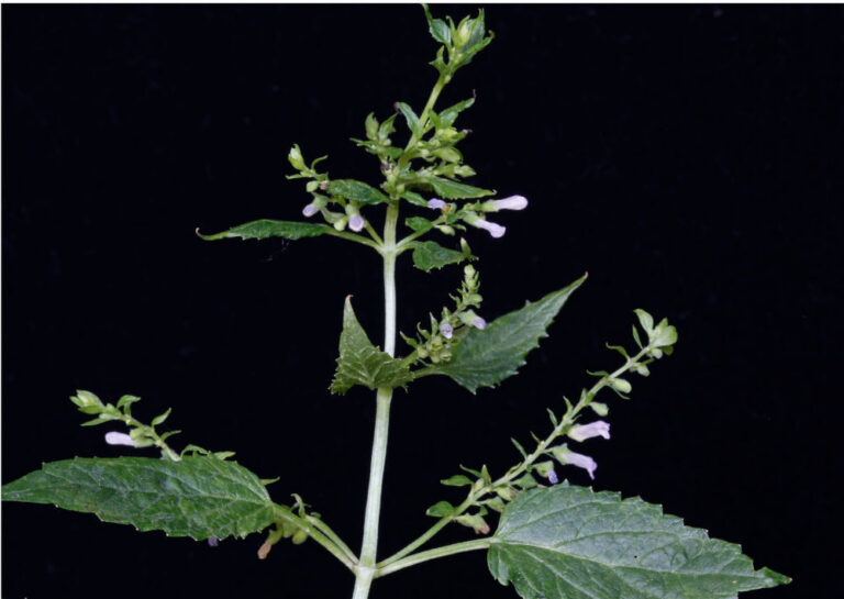 Scutellaria lateriflora