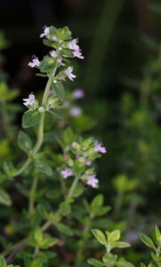 Lamiaceae