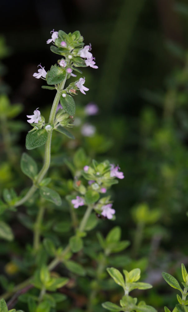 Thymus spp