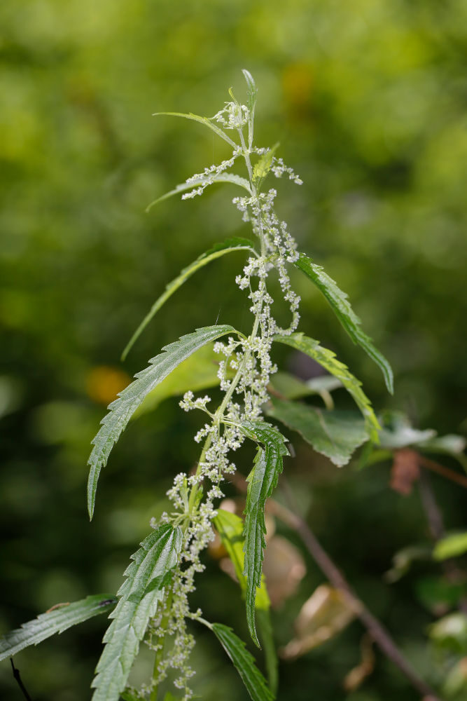 Urtica angustifolia