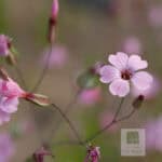 Vaccaria segetalis plant with pink flowers for herbal remedies.