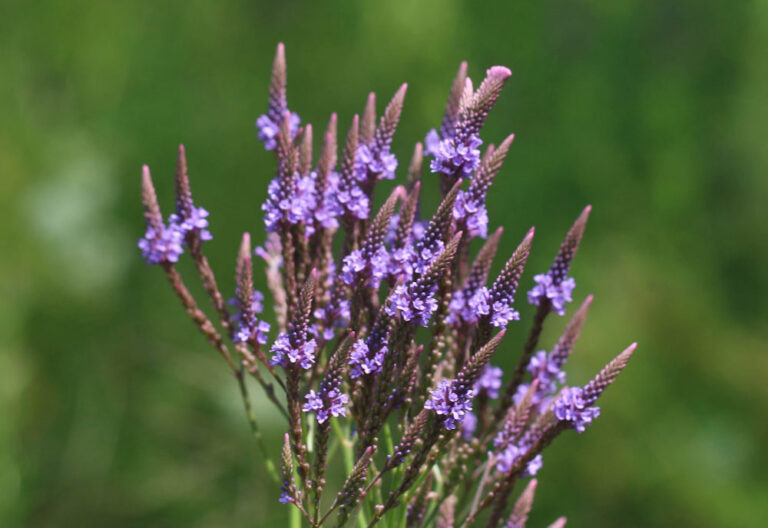 Verbena hastata