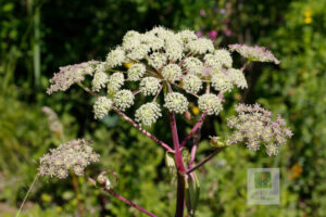 Apiaceae