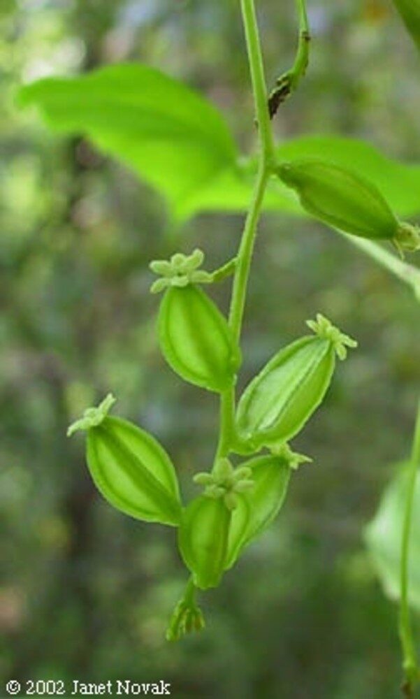 Dioscorea villosa
