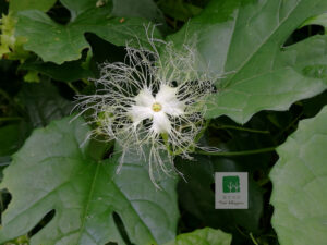 Cucurbitaceae