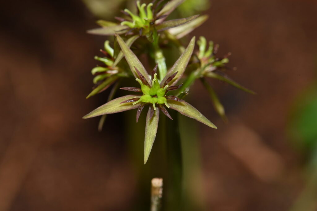 Coptis chinensis