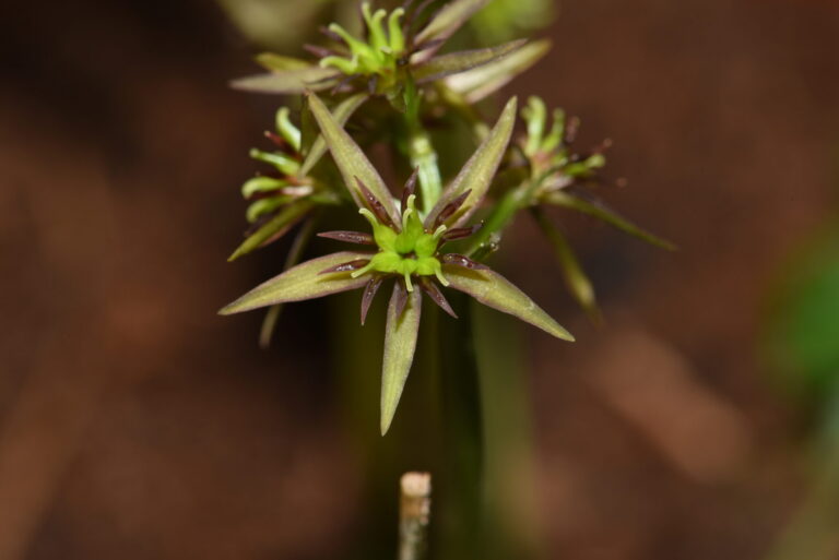 Coptis chinensis