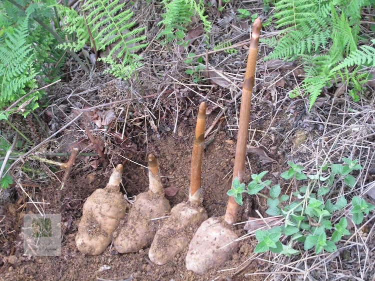 Gastrodia elata