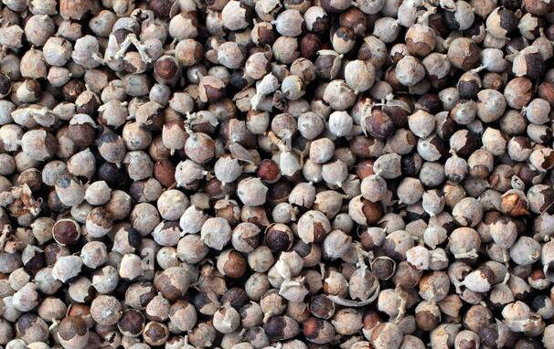 Vitex agnus-castus