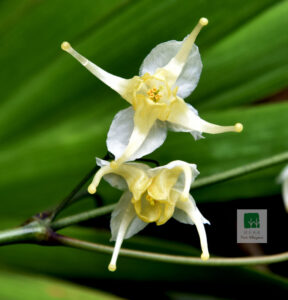 Berberidaceae
