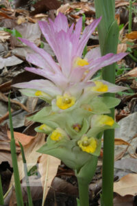 Zingiberaceae